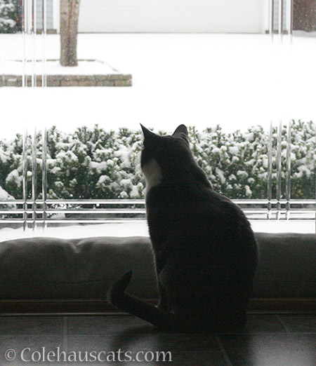 Tessa watches the snow - 2015 © Colehauscats.com