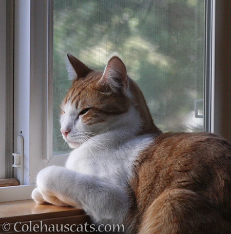 Waiting for Spring - 2016 © Colehauscats.com