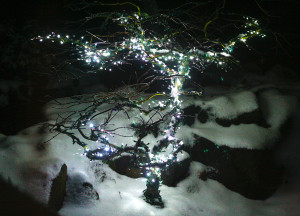 Japanese maple lights in snow - 2015 © Colehaus.com and Colehauscats.com