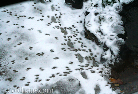 Visitor snow tracks - 2015 © Colehaus.com and Colehauscats.com