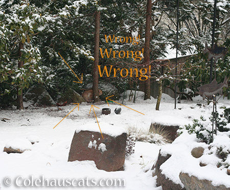 Wrong-O! - 2016 © Colehauscats.com