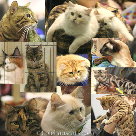 A few of the cats at the Int'l Cat Show in Portland - 2016 © Colehauscats.com