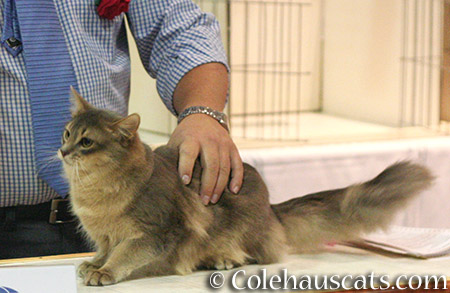 Chilly, Summer's half-Brother at the Cat Show in Portland - 2016 © Colehauscats.com