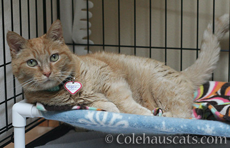 Foster Miss Itty, lounging and listening to Mom reading - 2016 © Colehauscats.com