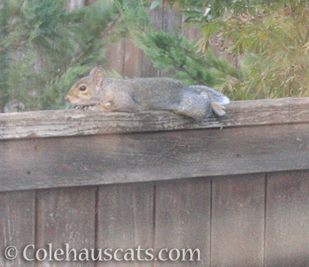 Lounging Squirrel - 2016 © Colehauscats.com