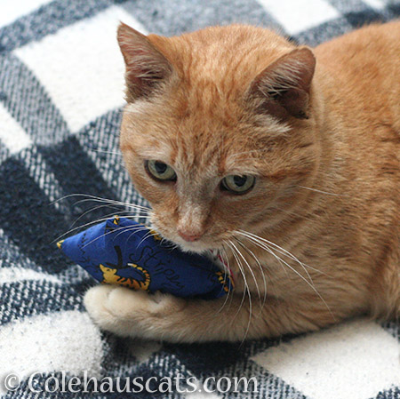 Miss Itty's Catnip Pillow - 2016 © Colehauscats.com