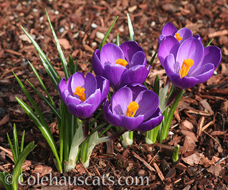 The crocus are up! - 2016 © Colehauscats.com