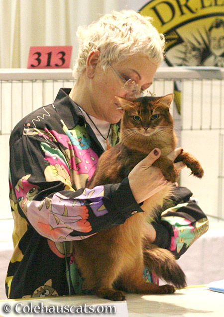 Summer at the Int'l Cat Show in Portland - 2016 © Colehauscats.com