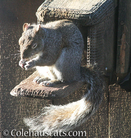 Windy Squirrel - 2016 © Colehauscats.com