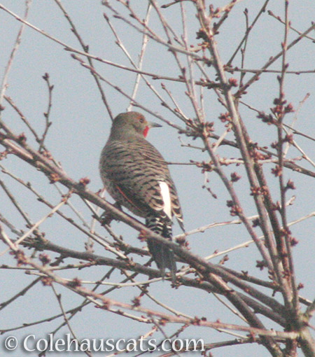 Northern Flicker - 2016 © Colehauscats.com