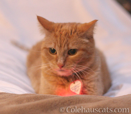 Got it! Kind of. - 2016 © Colehauscats.com