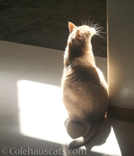 Miss Newton's sunpuddle - 2016 © Colehauscats.com