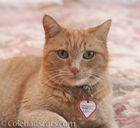 Pretty Miss Itty on Pink - 2016 © Colehauscats.com