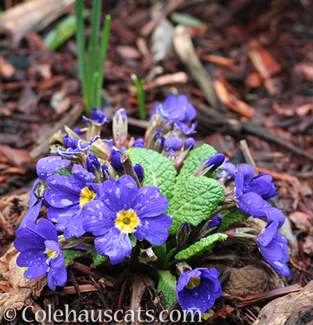 Primroses - 2016 © Colehauscats.com 