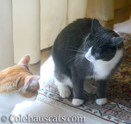 The Quint and Tessa two-step tussle - 2016 © Colehauscats.com