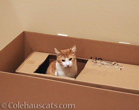 Quint in a box in a box - 2016 © Colehauscats.com