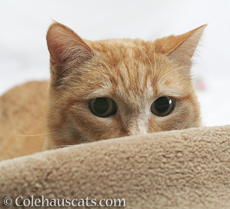 Miss Itty Big Eyes - 2016 © Colehauscats.com