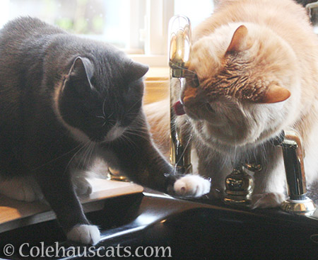 Friends at the faucet - 2016 © Colehauscats.com