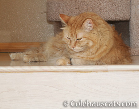 Ginger Pia guards the stairs - 2016 © Colehauscats.com