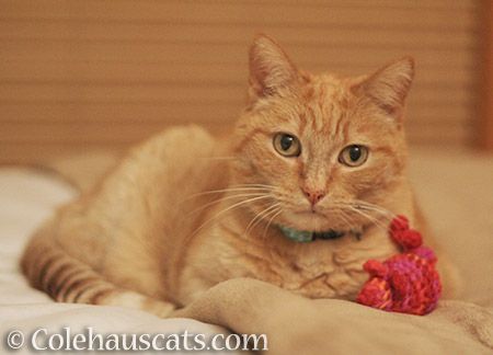 Miss Itty and one of many mousies - 2016 © Colehauscats.com
