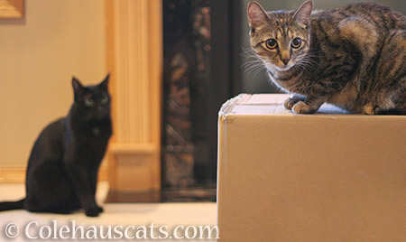 Olivia keeps an eye on Viola - 2016 © Colehauscats.com