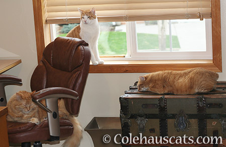 From left: Pia, Quint, and Zuzu - 2016 © Colehauscats.com