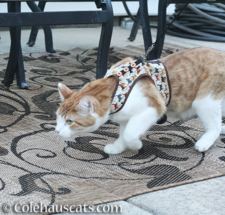 Anxious to get to his garden flowers - 2016 © Colehauscats.com