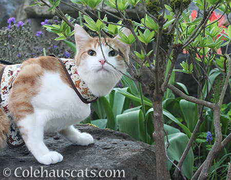 Checking out the greens - 2016 © Colehauscats.com