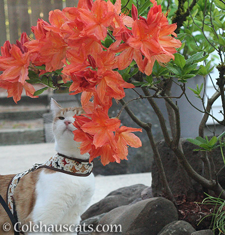 Quint loves the showy azaleas - 2016 © Colehauscats.com