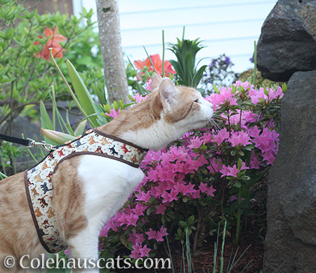 Quint's annual Spring garden walk - 2016 © Colehauscats.com