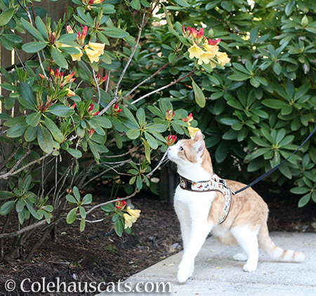 Quint taking in all the flowers - 2016 © Colehauscats.com