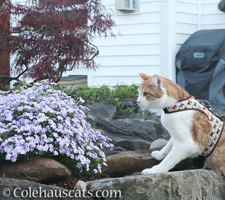 A big fan of lavender creeping phlox - 2016 © Colehauscats.com