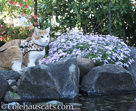 Quint's spot for quiet contemplation - 2016 © Colehauscats.com