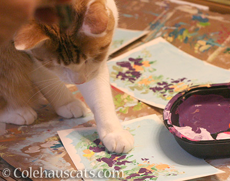 Quint adds purple - 2016 © Colehauscats.com