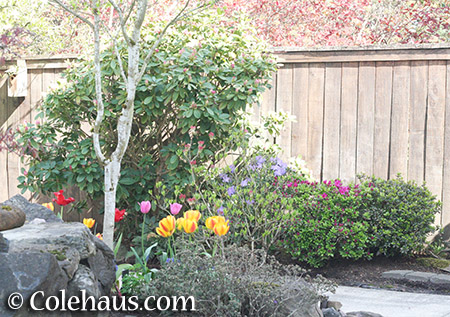 Tulips and Azaleas - 2016 © Colehaus.com and Colehauscats.com