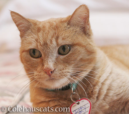 Miss Itty unsure of her future - 2016 © Colehauscats.com