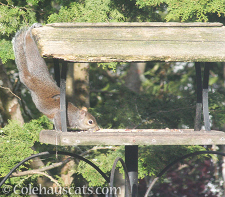 Acrobat squirrel - 2016 © Colehauscats.com