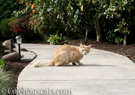 Whittles visiting the garden - 2016 © Colehauscats.com