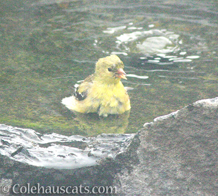 Goldfinch impersonating a duck - 2016 © Colehauscats.com