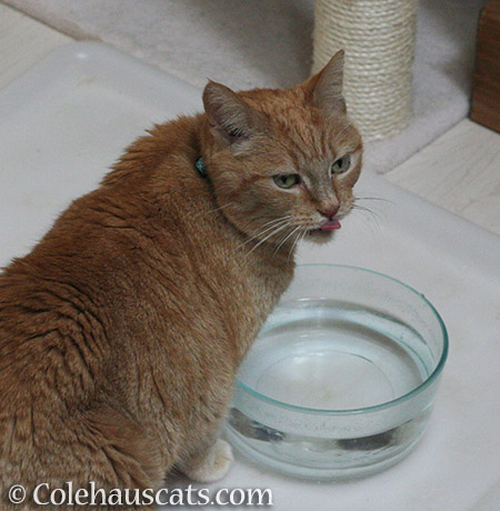 Pretty Itty prefers fountains over water bowls - 2016 © Colehauscats.com