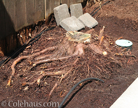 Last stump to remove - 2016 © Colehaus.com and Colehauscats.com