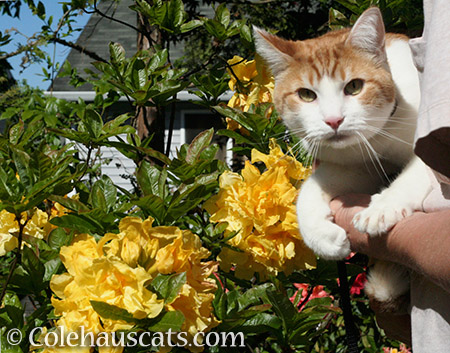 Strolling the garden with Dad - 2016 © Colehauscats.com