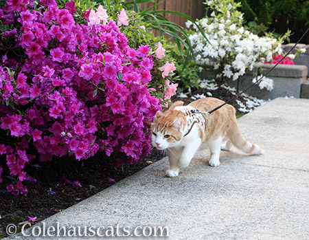 Bypassing the magenta azalea - 2016 © Colehauscats.com