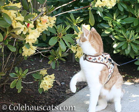 Quint spots an unusual flower - 2016 © Colehauscats.com