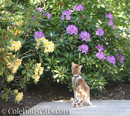 Studying purple flowers - 2016 © Colehauscats.com