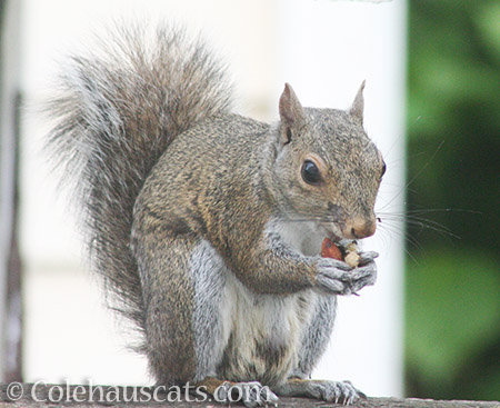 Squirrel - 2016 © Colehauscats.com