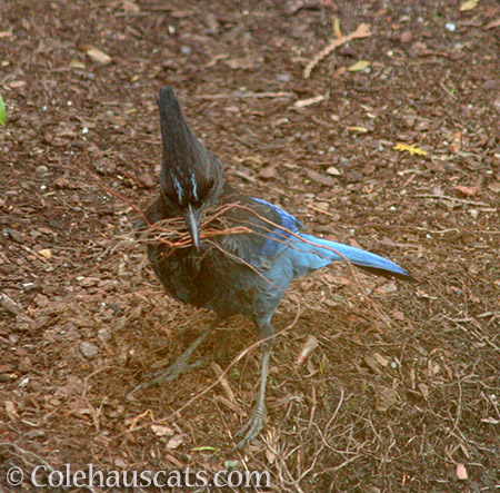 Stellar Jay helping clean up - 2016 © Colehauscats.com