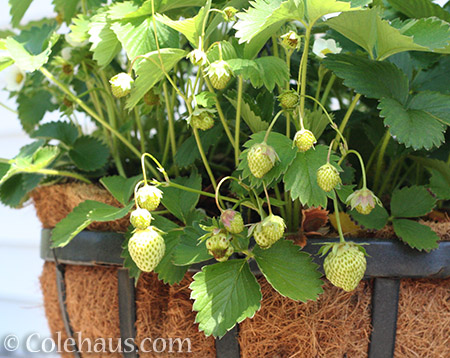 This year's strawberries - 2016 © Colehaus.com and Colehauscats.com