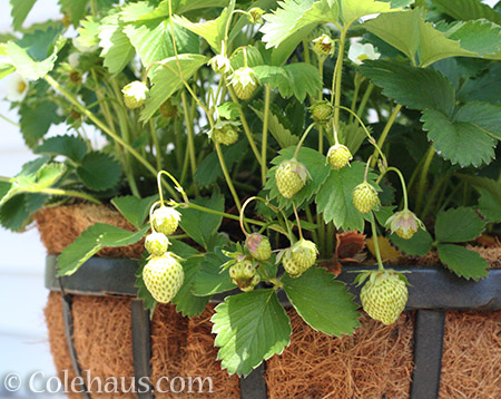 This year's strawberries - 2016 © Colehaus.com and Colehauscats.com