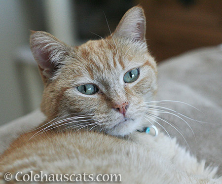 Miss Itty becomes a lap cat - 2016 © Colehauscats.com